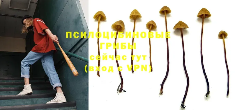 как найти   Зверево  Псилоцибиновые грибы MAGIC MUSHROOMS 